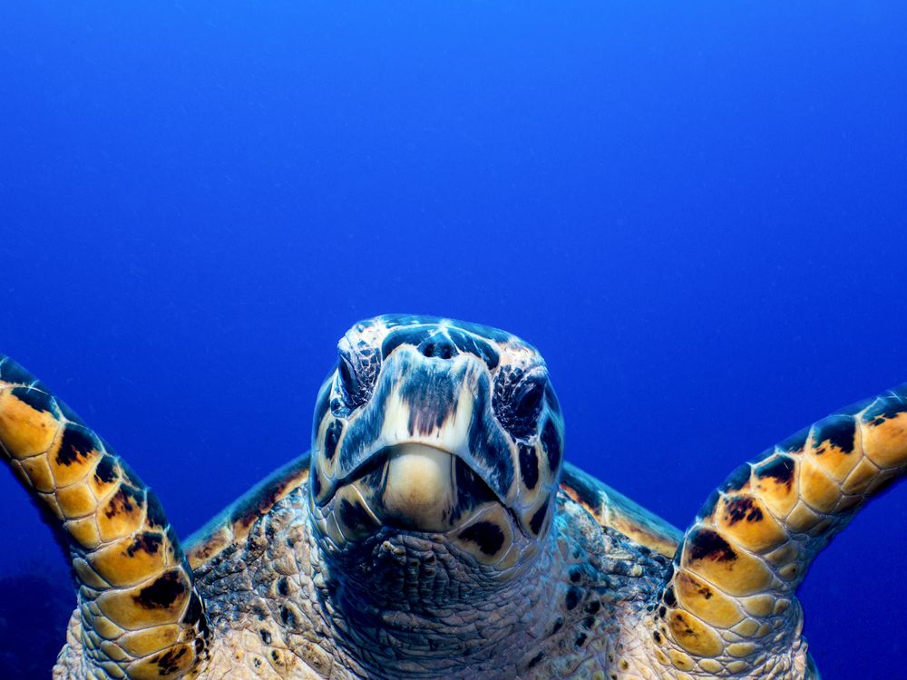 Green turtle