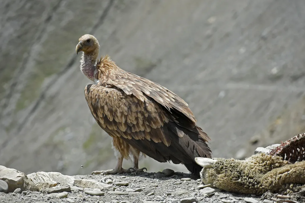 A large bird next to a dead sheep on a rocky cliffside