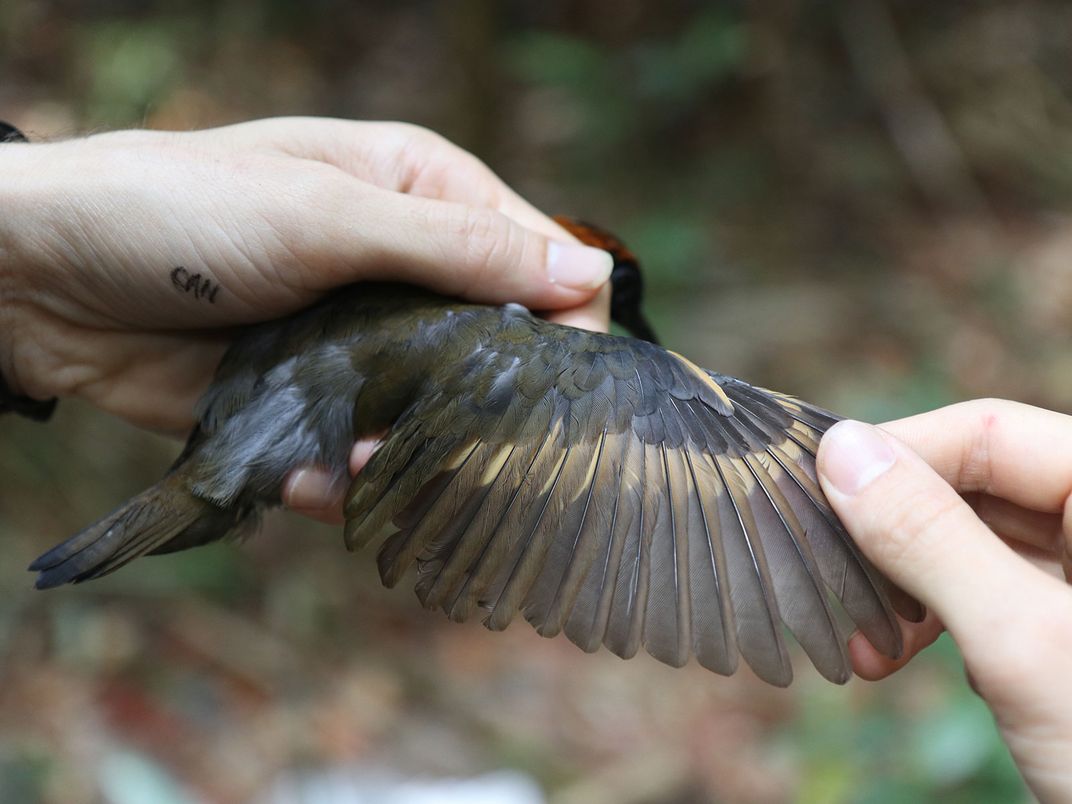 Rufous-Capped Antthrush