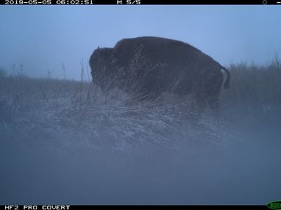 A bison crosses a coulee (a landform shaped by water drainage) during a freezing spring morning.


