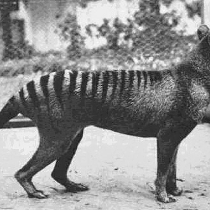Thylacine extinction: Tasmanian tiger marsupial de-extinction