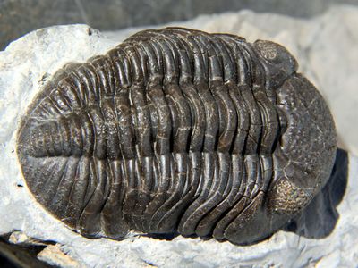 A trilobite, one of the first hard-shelled fossils found after the Cambrian explosion.