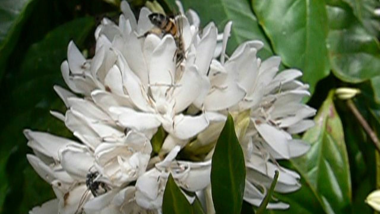 Preview thumbnail for Bees Drink Nectar From a Coffee Flower