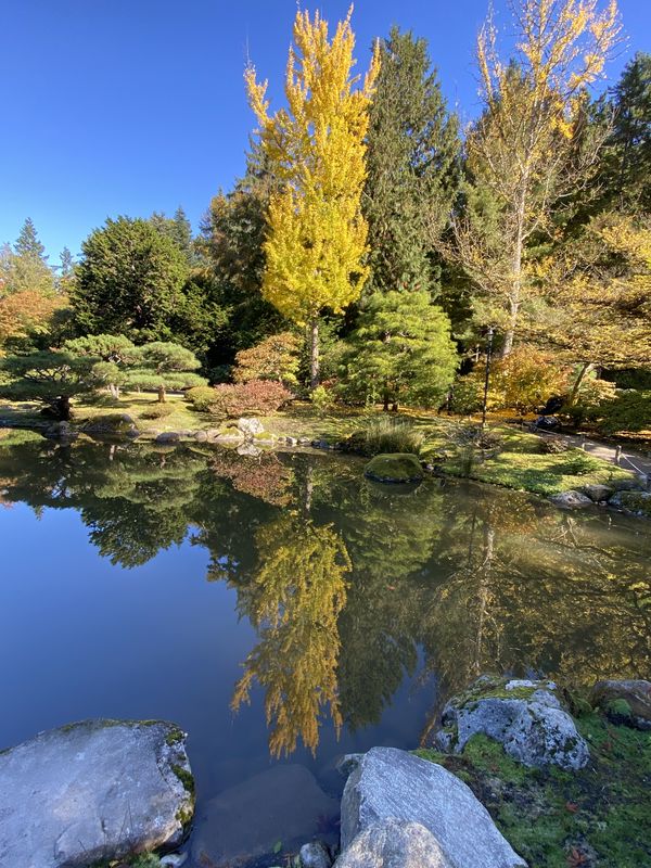 Reflection of a tree in a lake showcasing stunning fall colors thumbnail