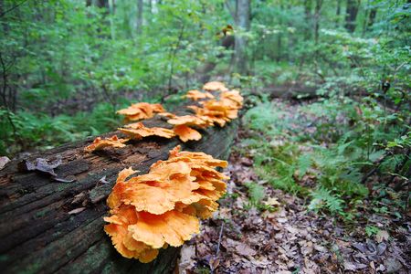 Great Swamp National Wildlife Refuge, New Jersey