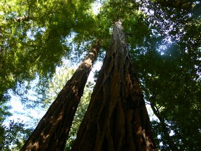 Redwood tree canopy in California