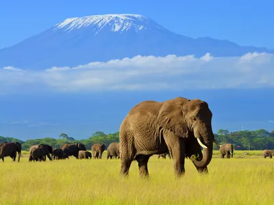 Kenya Wildlife Safari: A Tailor-Made Journey