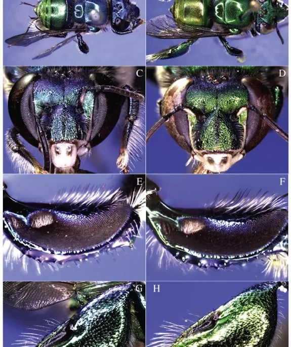 new species