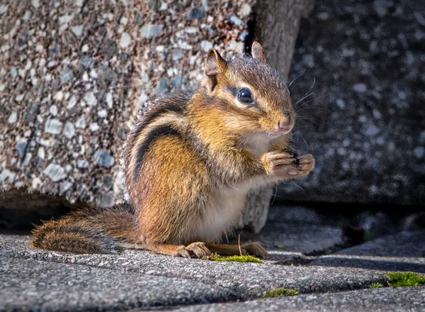 Chipmunk thumbnail