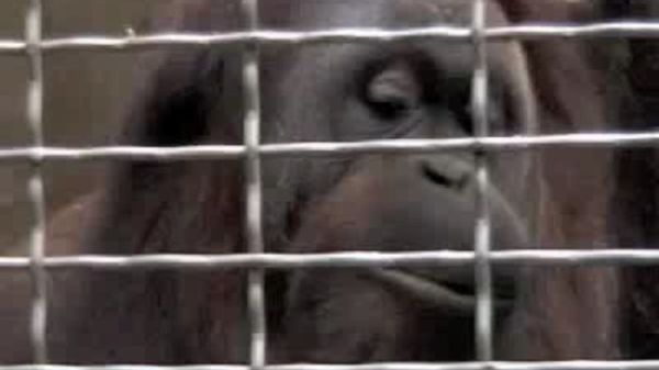 Preview thumbnail for The Whistling Orangutan