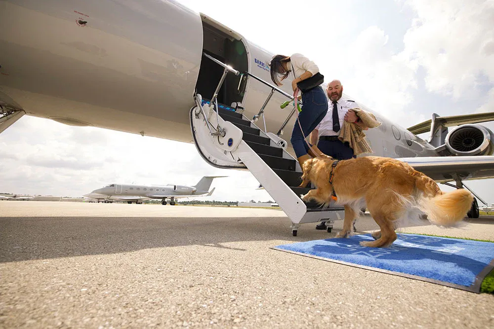 Golden retriever boarding a small plane on a runway with a woman in front of him