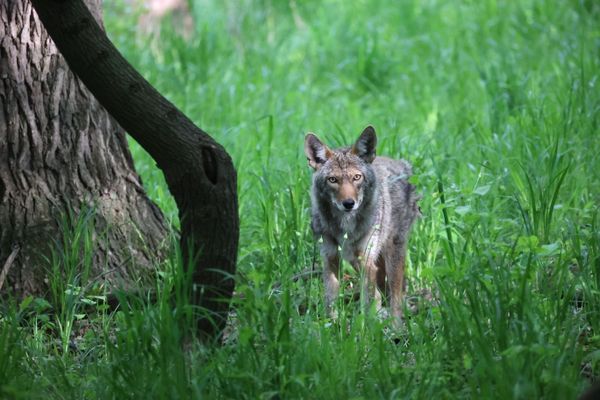 Coyote at Sundown thumbnail