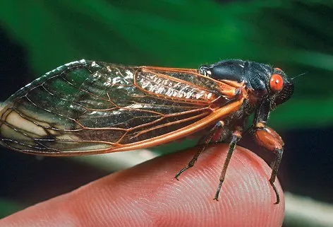 Cicada on a person's fingertip