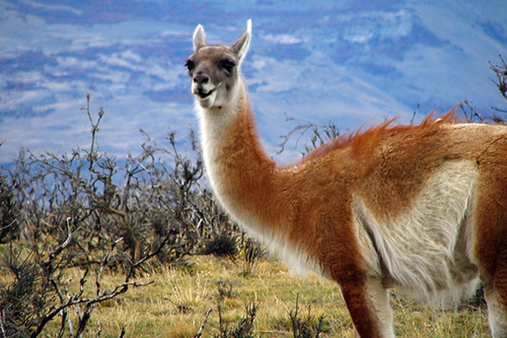 A guanaco in Chile