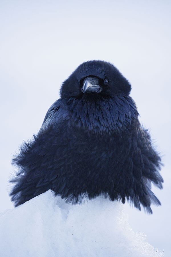 Raven in White thumbnail