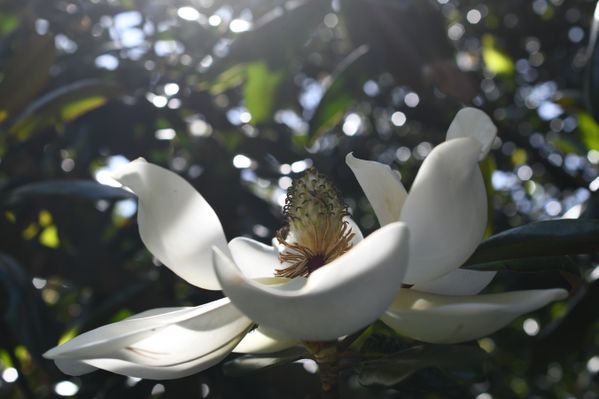 Magnificent Magnolia thumbnail