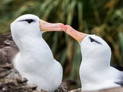 By mating with the same partner each year, the albatross couples build trust, communication and coordination to help them raise demanding chicks successfully.