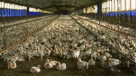 The habitual use of antibiotics at industrial farming operations to promote growth can lead to the development of bacteria resistant to the drugs.