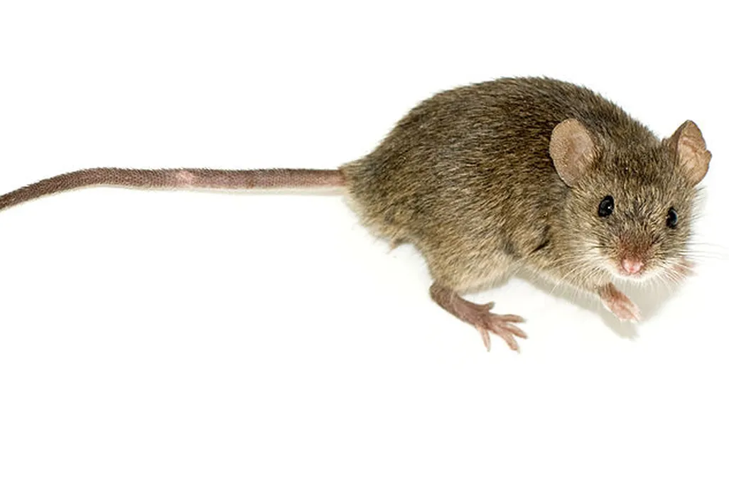 04_09_2014_mouse.jpg
