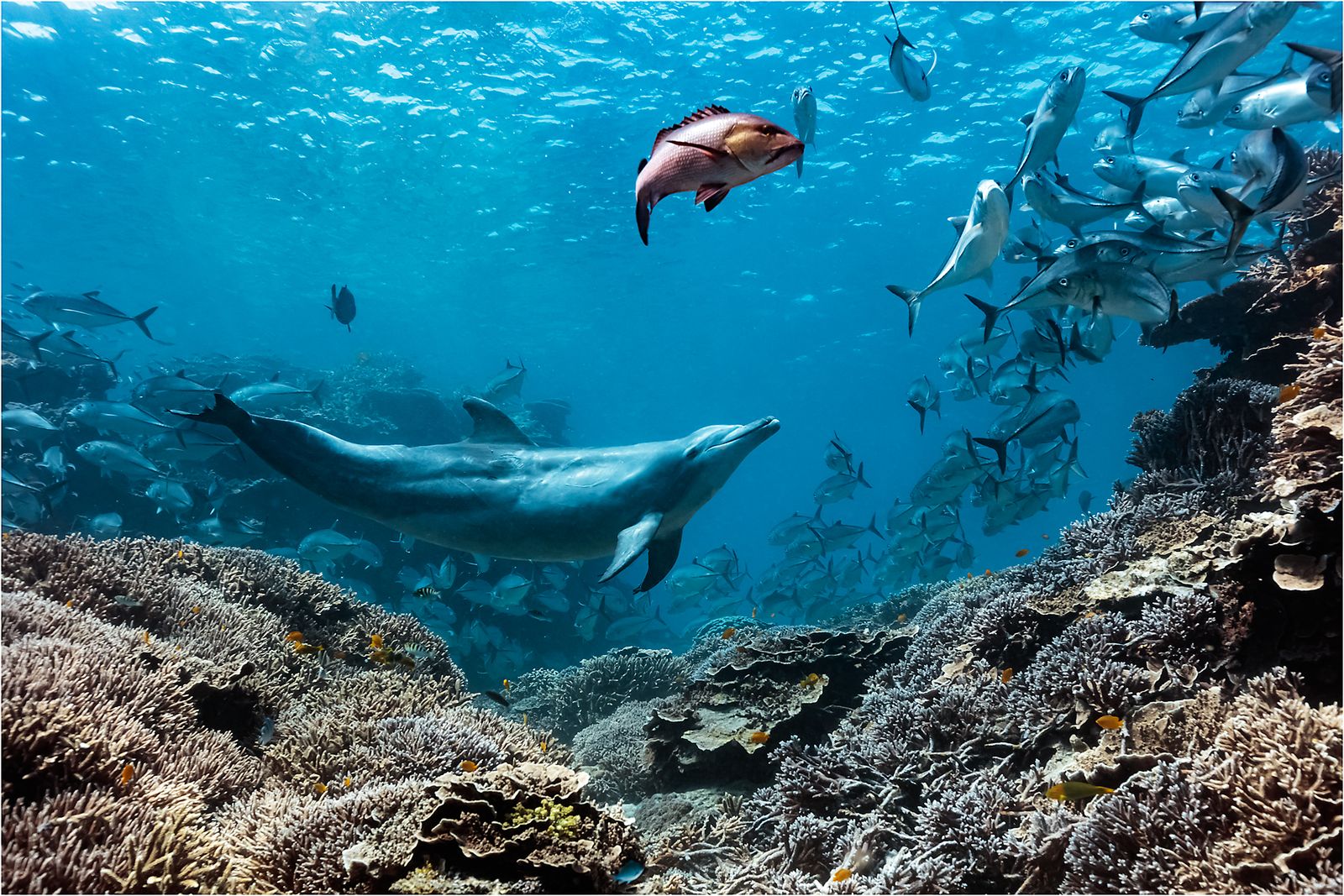 Meet Bubbles, a Dolphin in Australia That Chases Fish Until They Barf—Then Eats Their Upchucked Meals