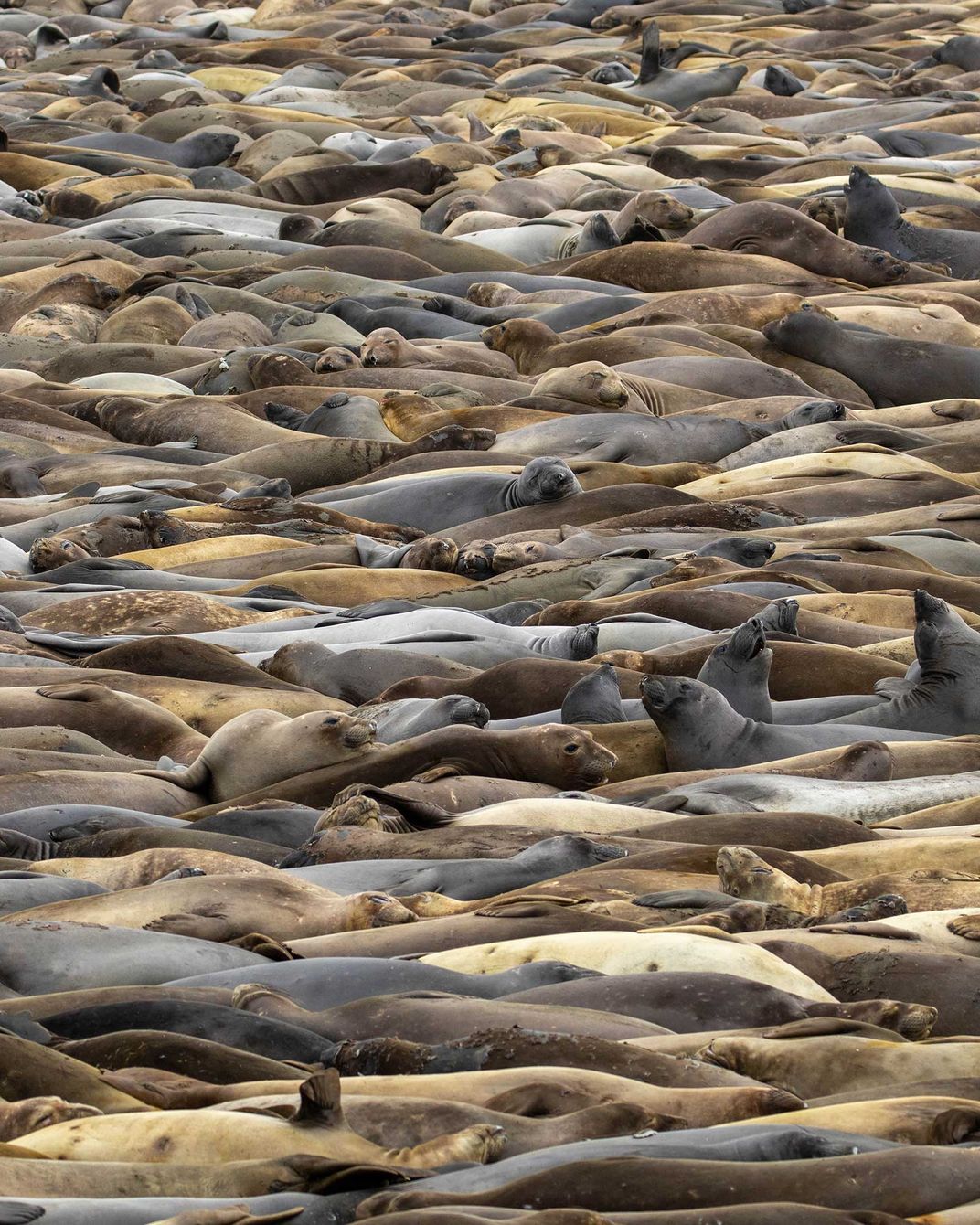 Elephant Seals