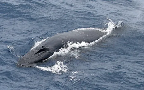 A Bryde's whale