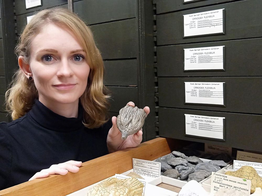 Cole had been using fossils in the National Museum of Natural History’s Springer collections for her research long before joining the museum as a curator. (Selina Cole, Smithsonian)