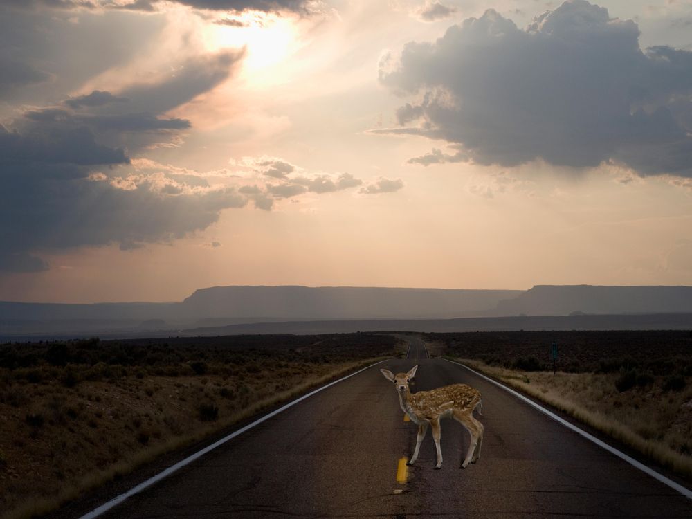 deer-in-road.jpg