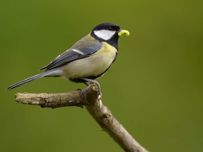 Little does it know, but getting eaten by a great tit is the least of this grub's worries. 