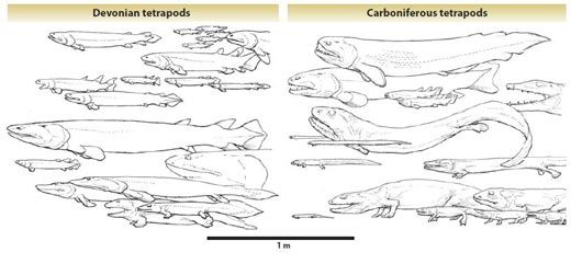 20110520083114tetrapoddiversity.jpg