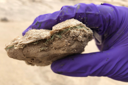 The green layer are cyanobacteria under a gypsum crust found in the desert near Carlsbad, New Mexico. Similar microbes on Mars may thrive very close to the surface.