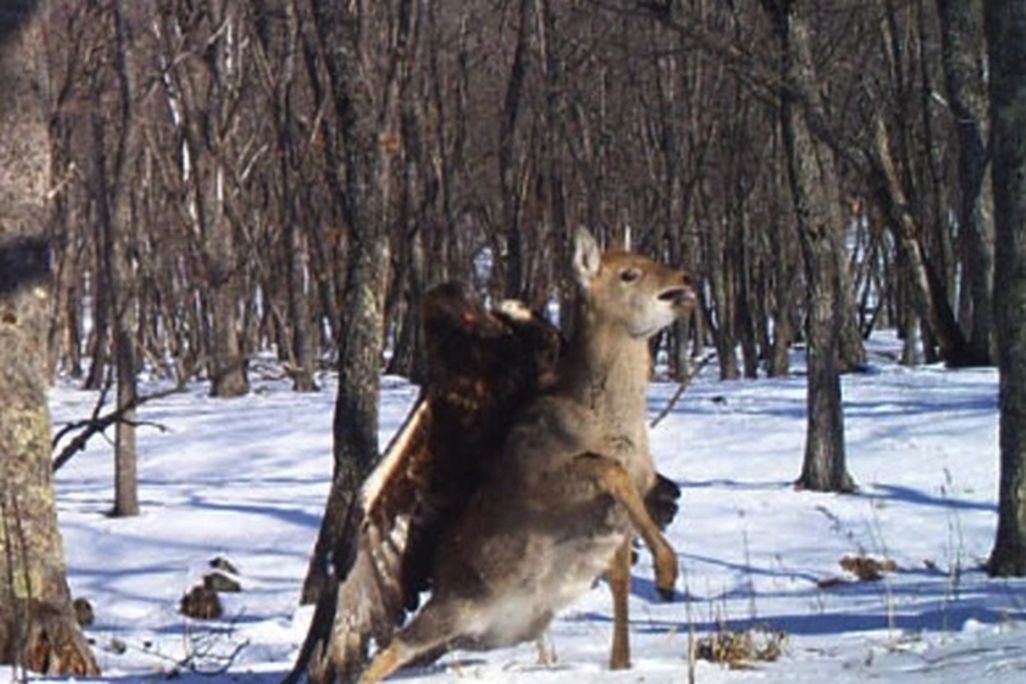 Eagle versus deer