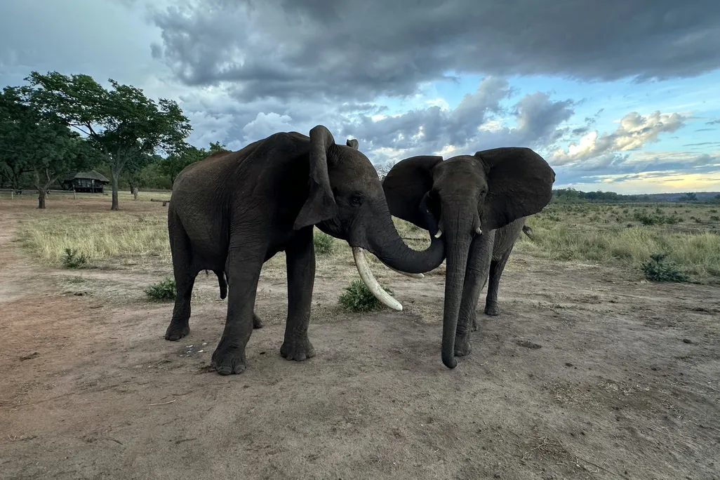 Two elephants standing next to each other