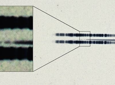 The 1917 photographic plate spectrum of van Maanen's star from the Carnegie Observatories’ archive.