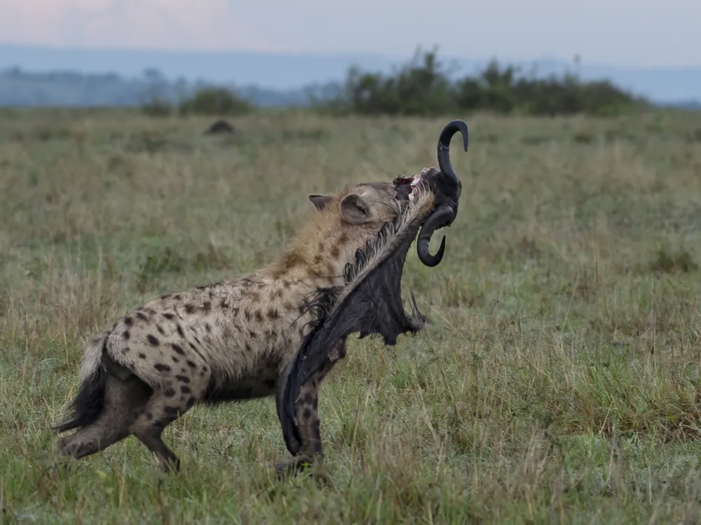 Hyena with wildebeest head | Smithsonian Photo Contest