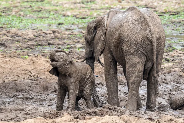 Enjoying a Mud Bath thumbnail