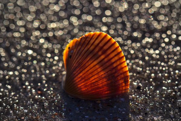 Backlit shells along the beach at Bald Head Island thumbnail