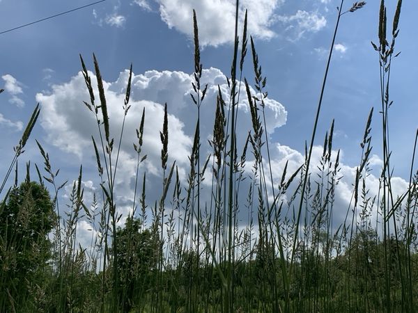 Dancing in the breeze thumbnail