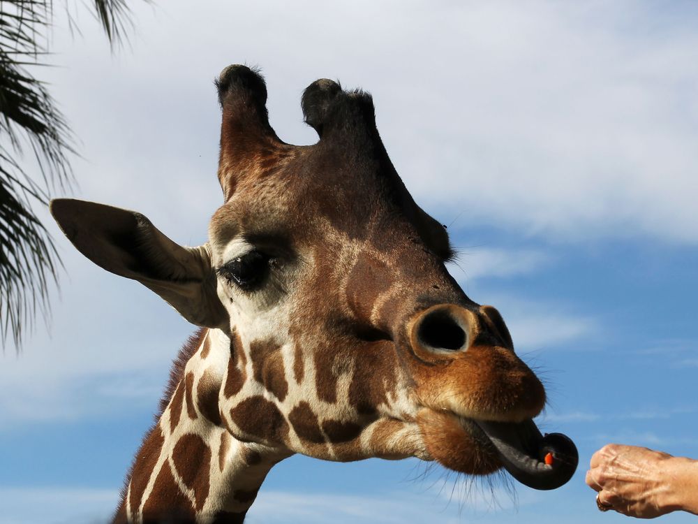 Ever See The Tongue Of A Giraffe Smithsonian Photo Contest Smithsonian Magazine