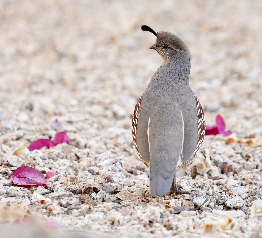 A gray female Gambel’s Quail, its back toward the camera, looks to the left as its black head plume pokes forward like an avian fascinator. Bright pink flower petals surround the bird and contrast with the brown stony ground.