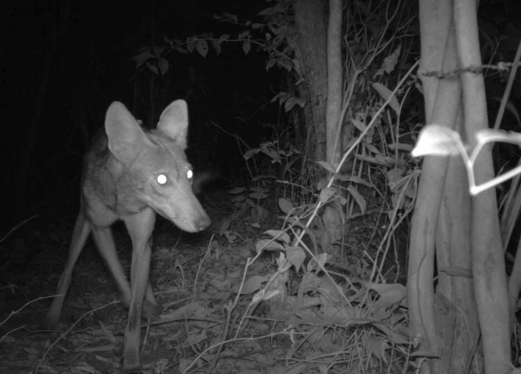 camera trap coyote