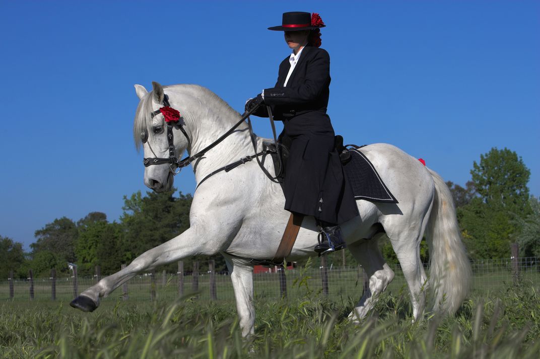 Spanish stallion performing the traditional Spanish Walk