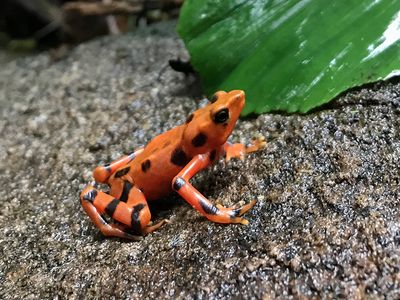 Once common along highland streams in Costa Rica and western Panama, the variable harlequin frog, Atelopus varius, is now endangered throughout its range, thanks in large part to a disease caused by the amphibian chytrid fungus.