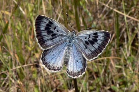 A Large Blue butterfly (Maculinea arion)