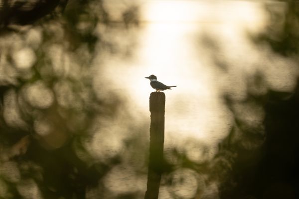 Morning Belted Kingfisher thumbnail