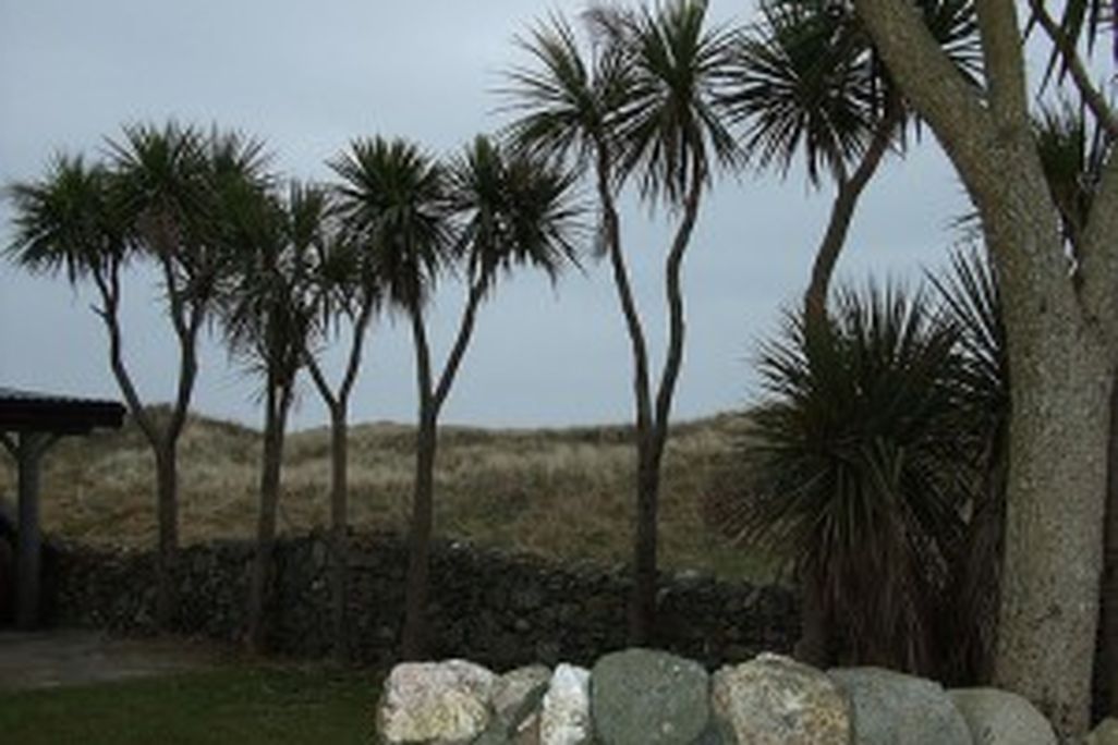 20110520102412irishpalms-300x225.jpg