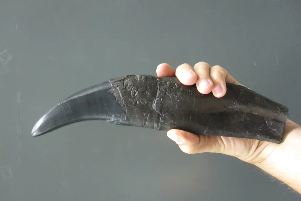 hand holding a large dinosaur tooth against a gray wall