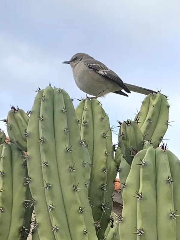 CACTUS WREN ON A CACTUS thumbnail