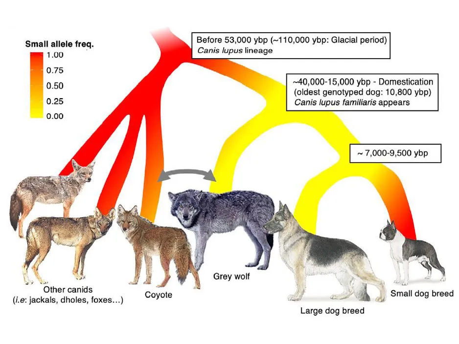 Graphic showing canine evolution and genetic mutation associated with smaller dogs