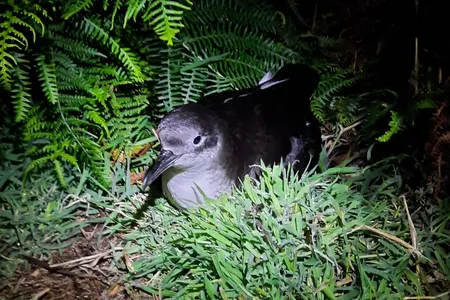 Manx shearwaters breed on islands in the North Atlantic where they make nests in underground burrows.